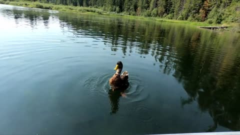 Wet the Duck