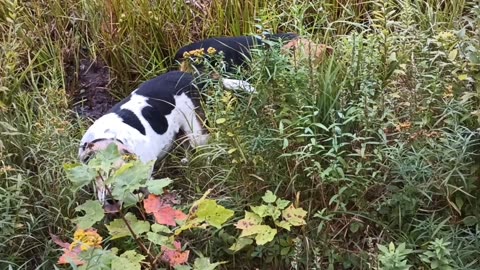 Bandit and Clarabelle