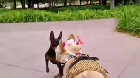 Funny dog video