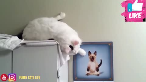 super lazy cat falls down