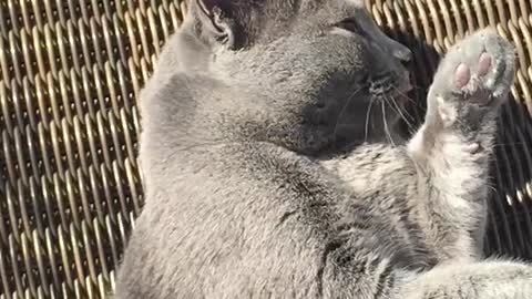 IT'S GROOMING TIME_CAT GROOMING