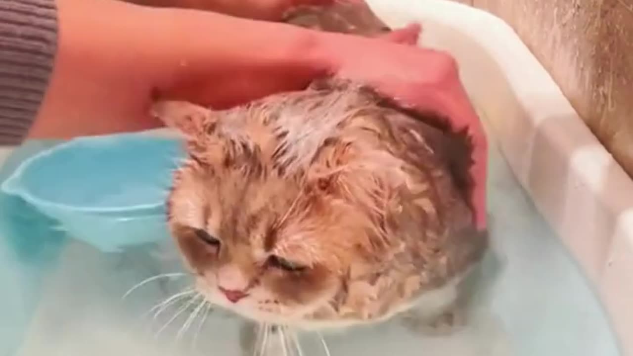 Bath-Time Bliss: Watch the Cutest Cat Enjoying Sudsy Soak!