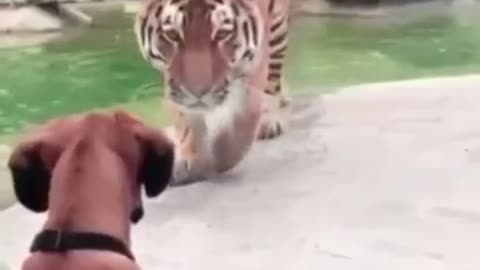 Insane: Dog vs Tiger