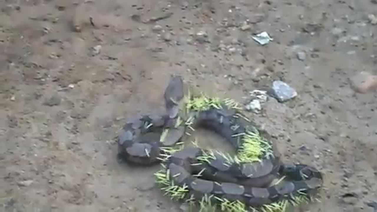 A Python Ate A Porcupine And Instantly Regrets His Decision!