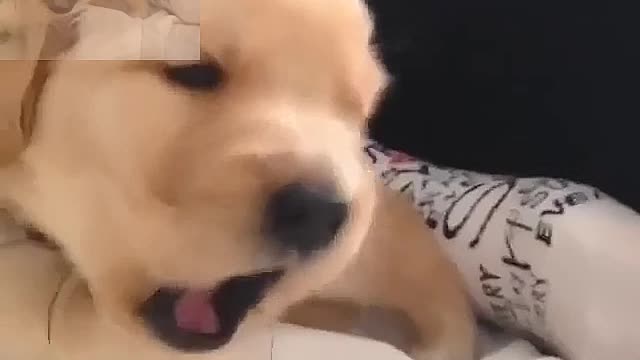 How dogs behave when they hear a fire engine