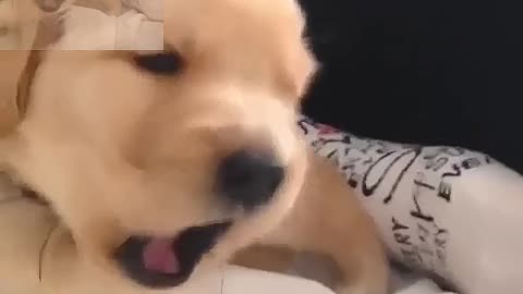 How dogs behave when they hear a fire engine
