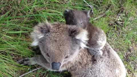 Koala mother baby on the move