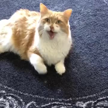 Steven The Talking Cat!