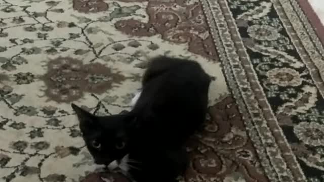 Kitten playing alone