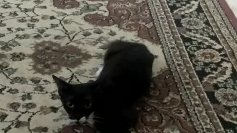 Kitten playing alone