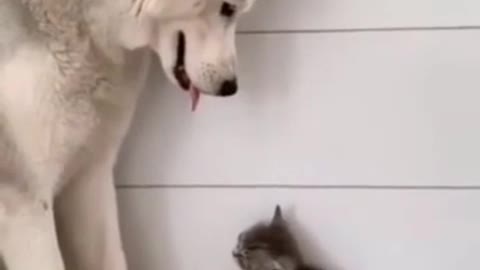 animals a beautiful & unlikely friendship ❤tag someone you love! subscriber for me! video by