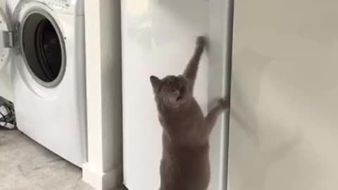 Cat Knows Exactly Where To Find The Human Food