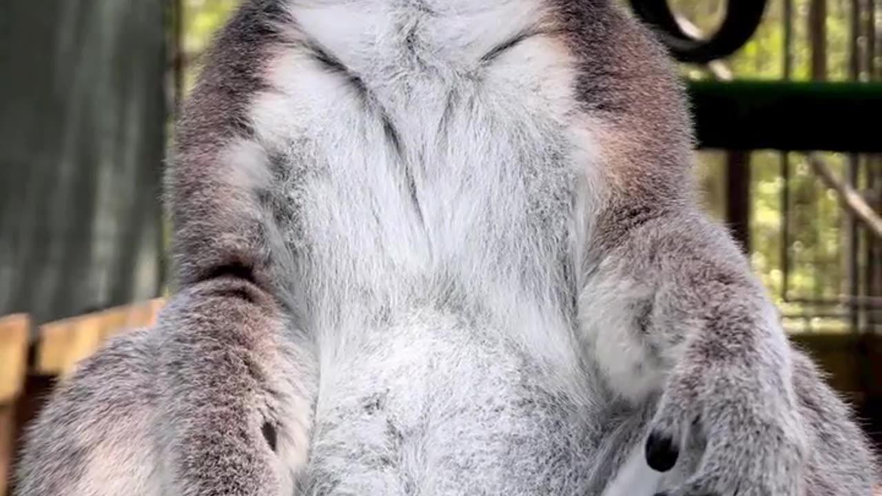 Pregnant endangered ring-tailed lemur.