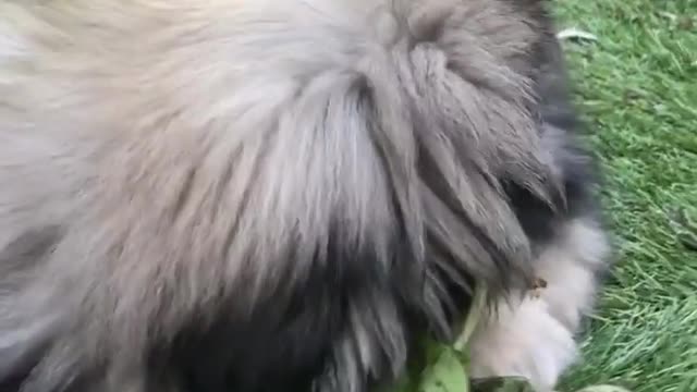 🔥Funniest Dogs will make you laugh all day long | Instagram Reels and Tiktok Videos | Desi animals 🔥