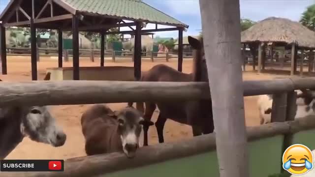 Funny Viral Animals vs People video - New Funny Video 2021
