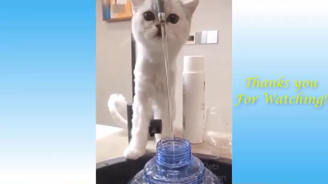 Cat funny video animal video tik tok video pet and animal short funny video