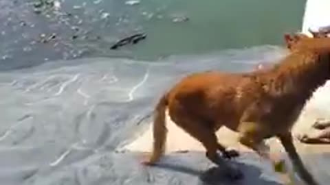 Must watch unlucky dog 🐕 got eat buy a crocodile 🐊 in Jamaica