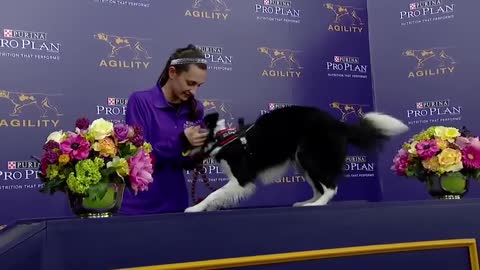 Dog championship game