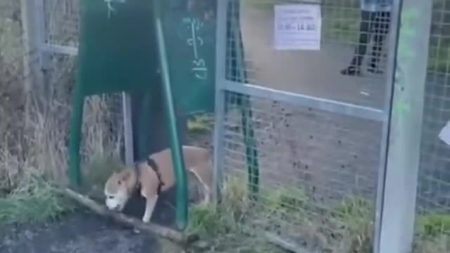 Funny Dogs Compilation