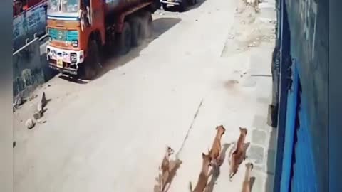 Dog Attack 🐕 video