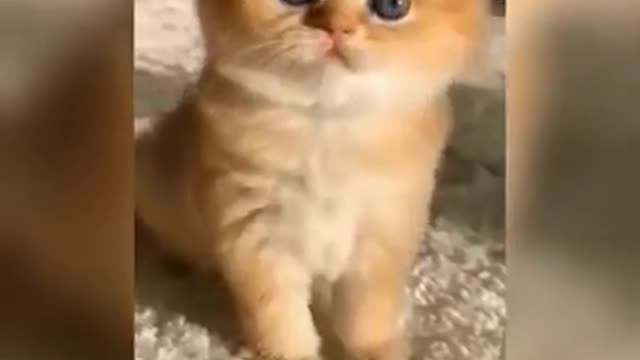 Cute cat funny video