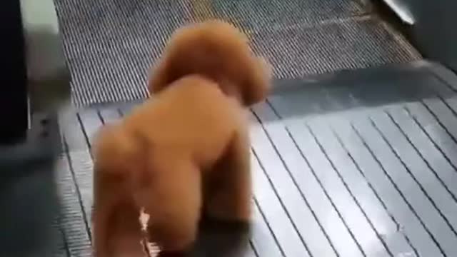 Lazy dog playing with elevator 🤣😅