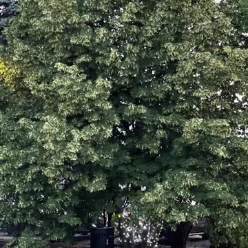 Weird beautiful tree has two coloured leaves