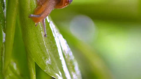 Snail and his mansion