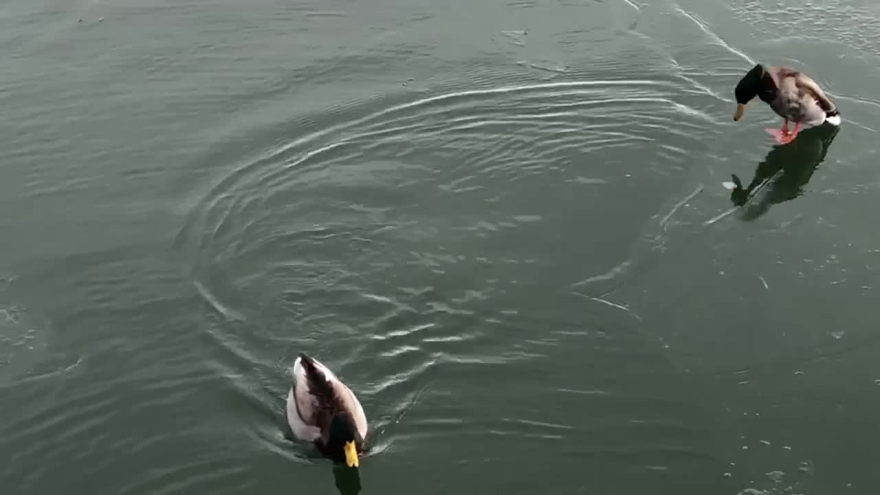 Beautiful swimming on lake. Winter time snowing