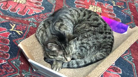 February 5, 2020 - Finding a Better Sleep Position