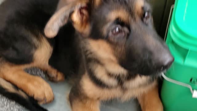 GSD Jake 14 weeks 3.5 months