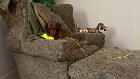 Dachshund plays and pops balloon