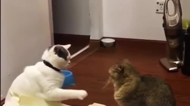 [Funny Collection] Season 4, cute little wild cat!