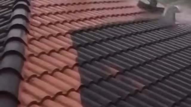 Satisfying - Delightful Roof Cleaner