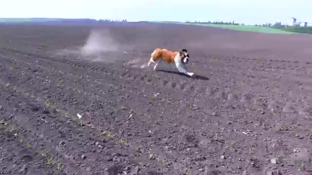 it's a dog's joy to run and not get tired