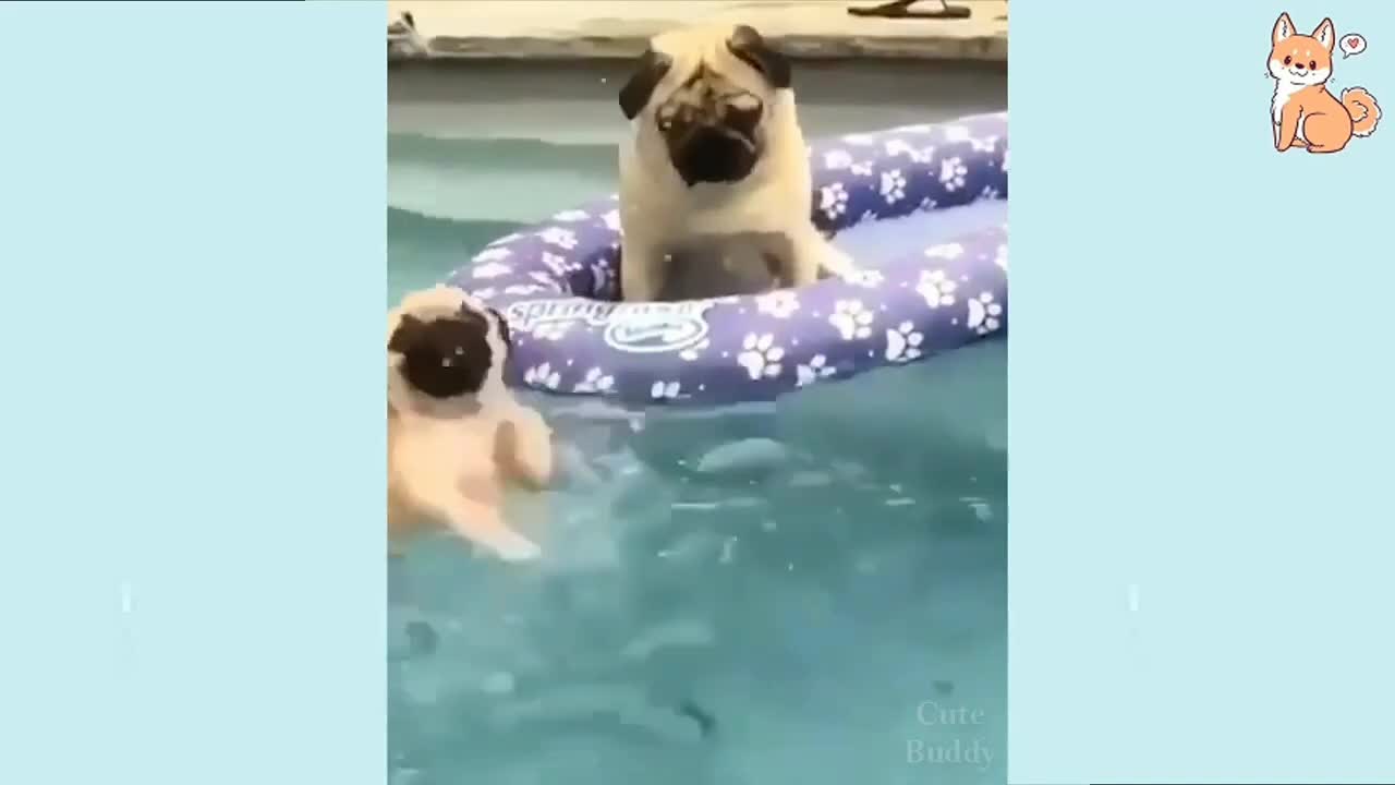 Dog funny video 🤣🤣🤣🤣🐕🐕🐕🐕🐕🐶🐶🐶