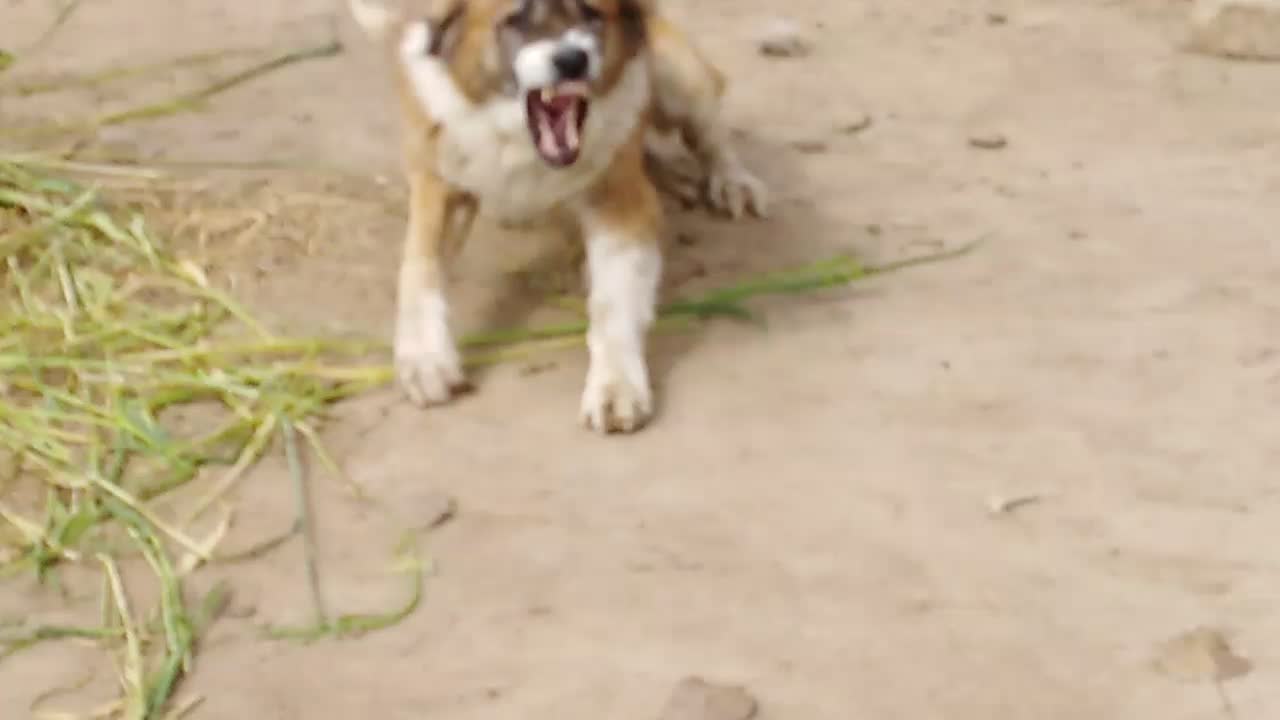 Angry dog attacked all of sudden on cameraman