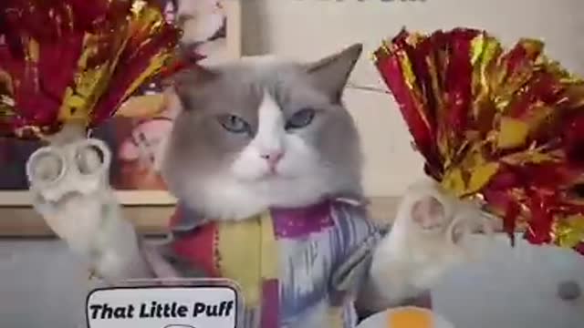 Behind every successful cat there is a significant order