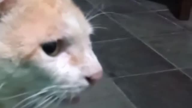 A general cat.