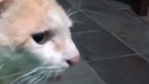 A general cat.