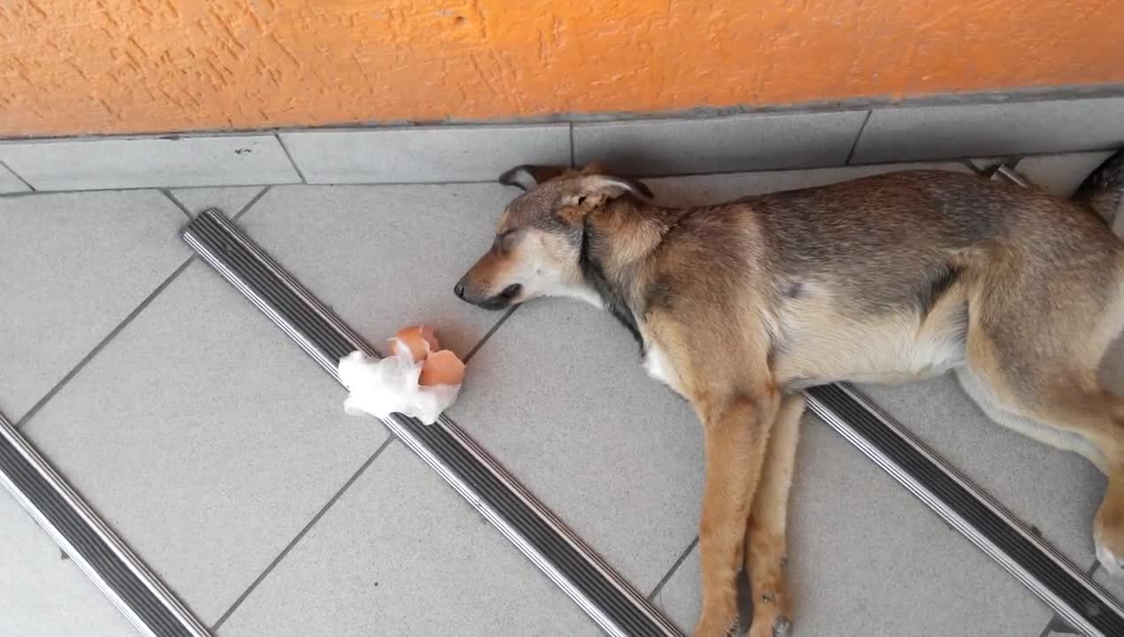 Dog eats sausage in the laziest way possible