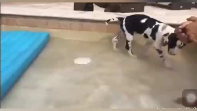 Puppy plays in the pool for the very first time