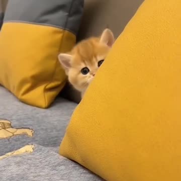 Shy cat #cats #bekind #animals