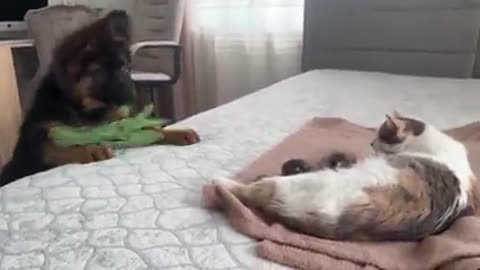 German Shepherd Puppy Meets Mom Cat with Newborn Kittens for the First Time