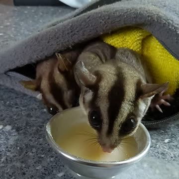 Glider aid is syd and lolas favourite snack