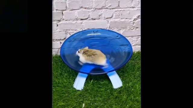 Funny and cute cat makes you Laugh | Try not to laugh