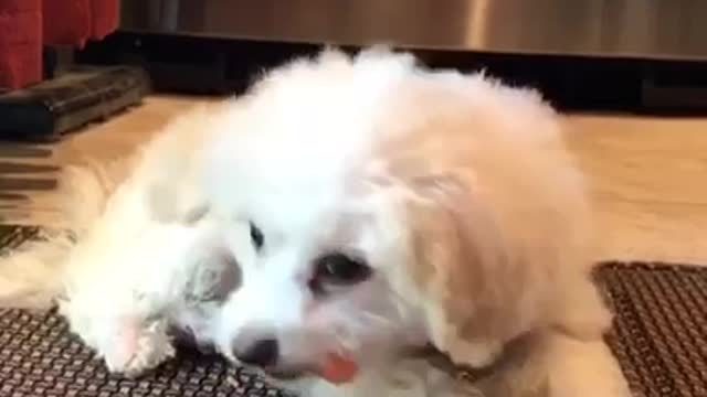 White dog chews on carrot on mat in kitchen
