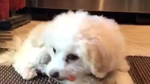 White dog chews on carrot on mat in kitchen