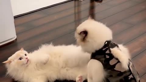 Cat vs cat fight so fun cute 😘 😘😘