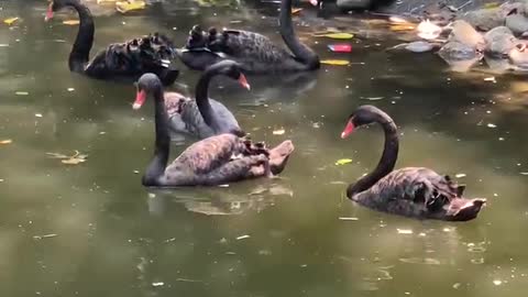 A group of swimming ducks
